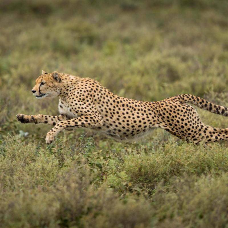 Photo:  The New York Times - Cheetah