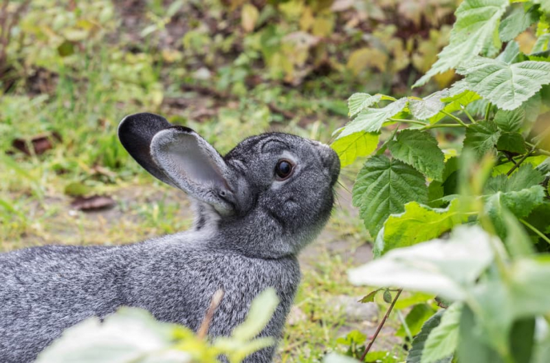 American Chinchilla Rabbit (Animal Corner)