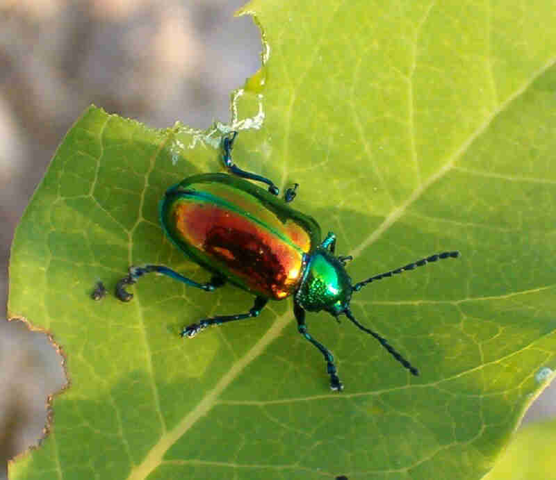 Via: Pest Control and Bug Exterminator Blog