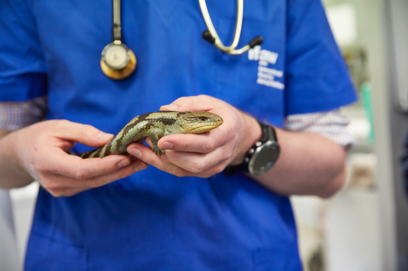 Photo by International Fund for Animal Welfare: https://www.pexels.com/photo/veterinarian-holding-a-blue-tongued-lizard-5486965/