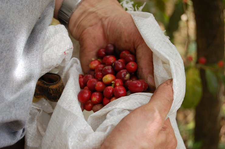Photo: rove.me/to/guatemala/coffee-harvest