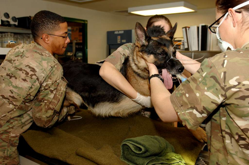 Image from Picryl (https://cdn2.picryl.com/photo/2013/11/19/kandahar-veterinary-treatment-facility-veterinary-services-0a48f4-1024.jpg)