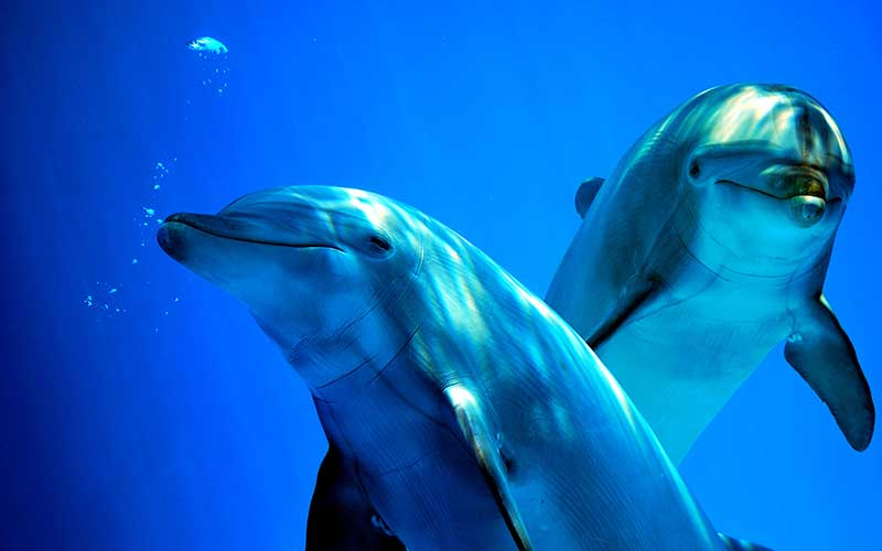 Via: Dolphins World