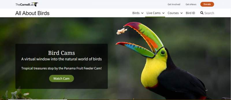 Screenshot of https://www.allaboutbirds.org/cams/