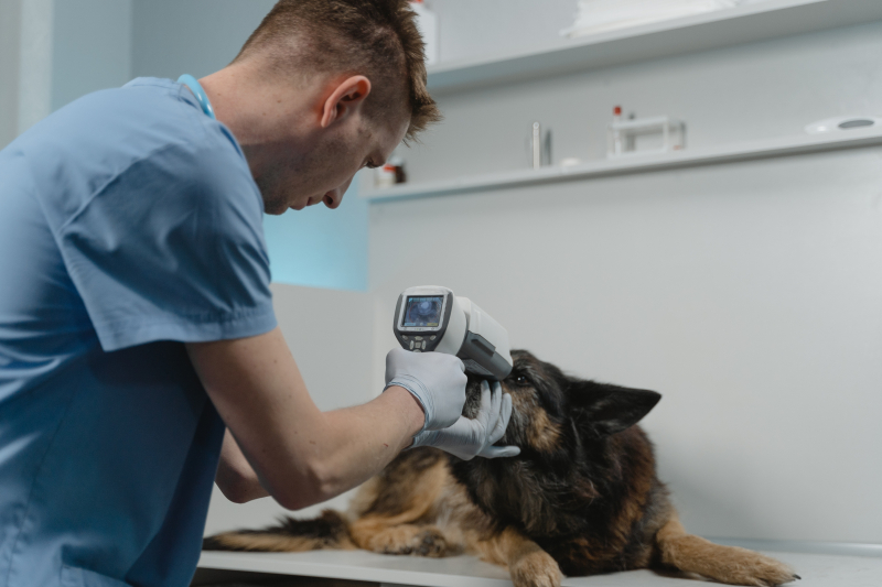 Photo by  Tima Miroshnichenko on Pexels (https://www.pexels.com/photo/a-vet-checking-a-dog-eyes-using-a-medical-equipment-6235240/)