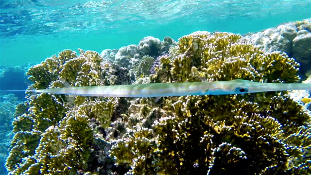 Photo:  iStock - Bluespotted Cornetfish On Coral Reef Maldives