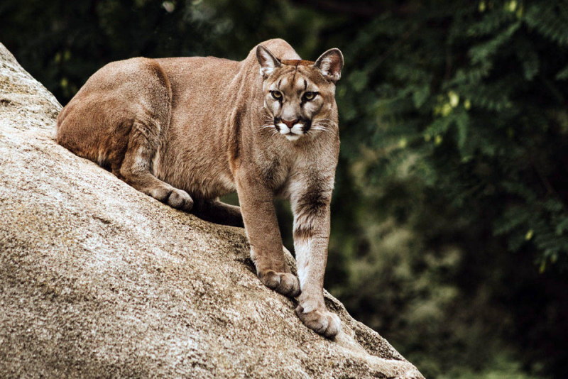 Photo:  Smithsonian Magazine - Cougar