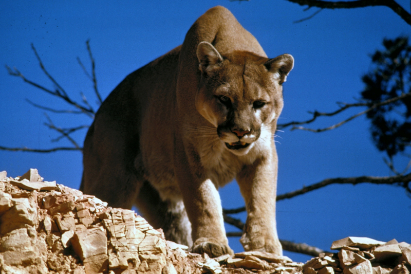 Photo:  Wikipedia - Cougar