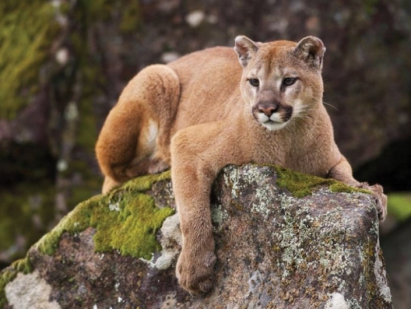 Photo:  Prince George Citizen - Cougar