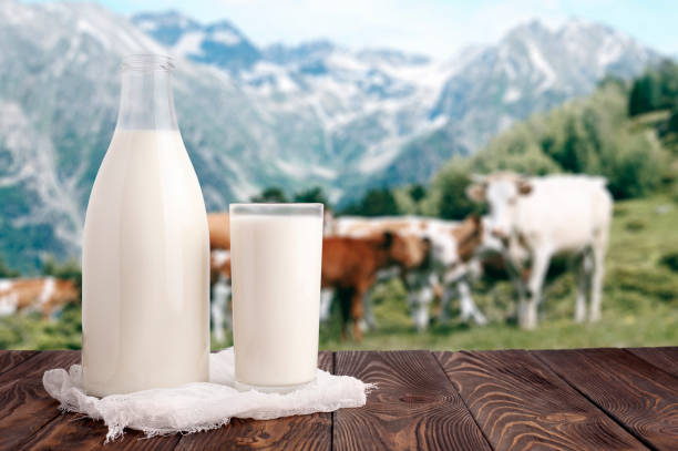 Cow’s milk
