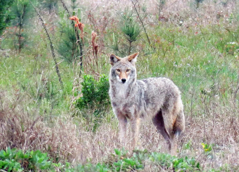 Photo:  Austin American-Statesman - Coyotes get wily in Westlake area