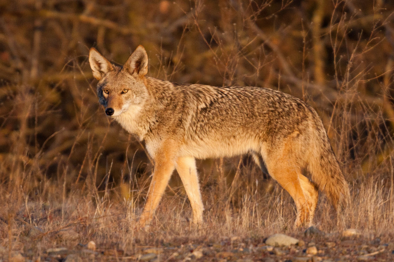 Photo:  Treehugger - Coyotes
