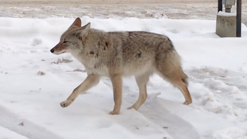 Photo:  CTV News Edmonton - Coyote