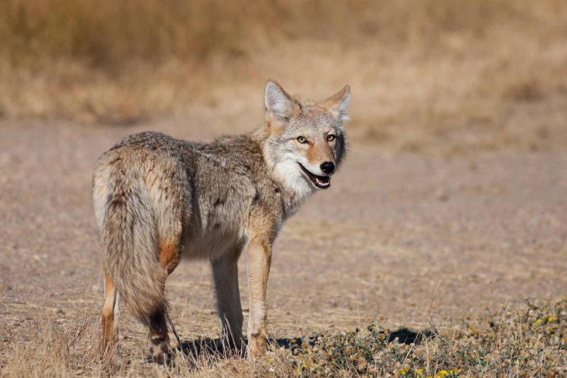Photo:  The Canadian Encyclopedia - Coyote