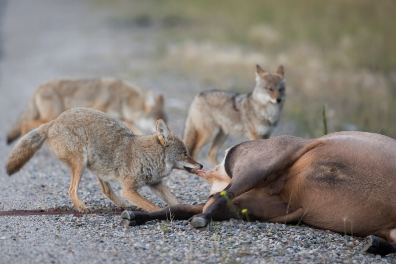 Photo: https://www.besthuntingtimes.com/blog/2021/2/12/5-reasons-why-deer-hunters-should-hunt-coyotes