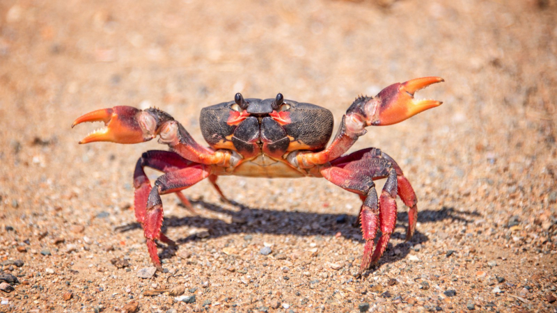 Photo:  Newsweek - Crab