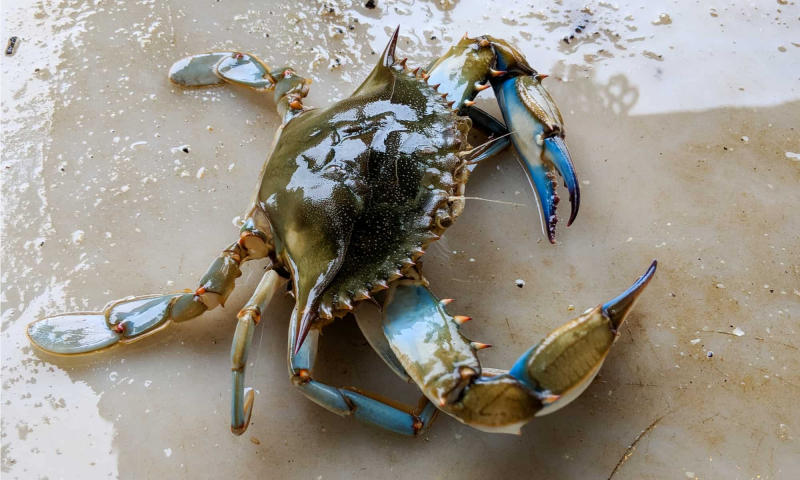 Photo:  AZ Animals - Crab