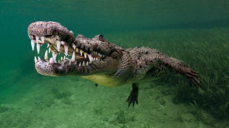 Photo: New Scientist - Crocodile emerging from the gloom