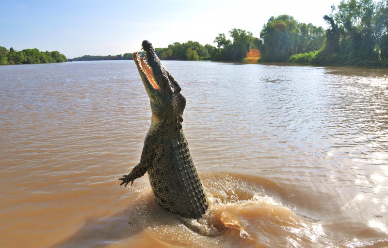 Photo:  Animal Queries - Crocodile