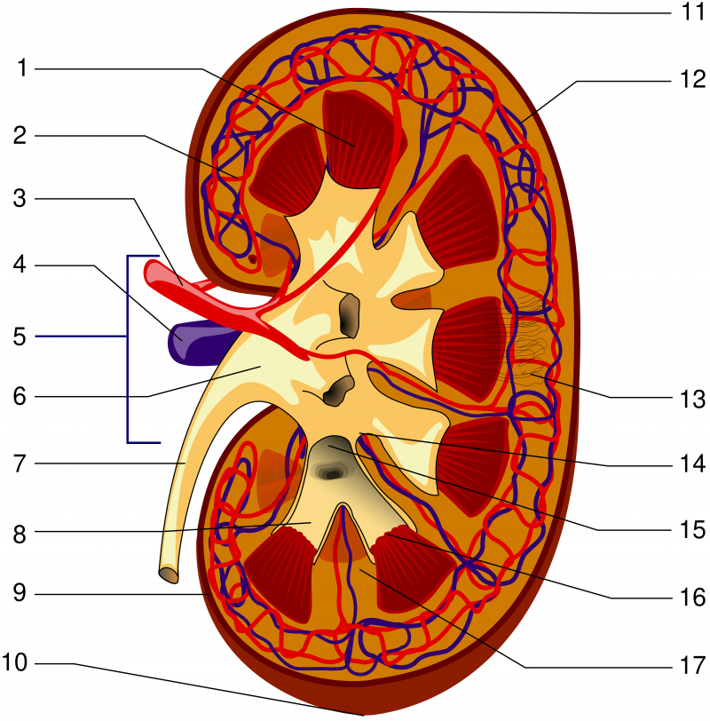 Photo on  Wikimedia Commons (https://commons.wikimedia.org/wiki/File:KidneyStructures_PioM.svg)