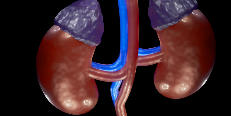 Photo on  Max Pixel (https://www.maxpixel.net/Kidney-Anatomy-Renal-Artery-Renal-Vein-6943031)