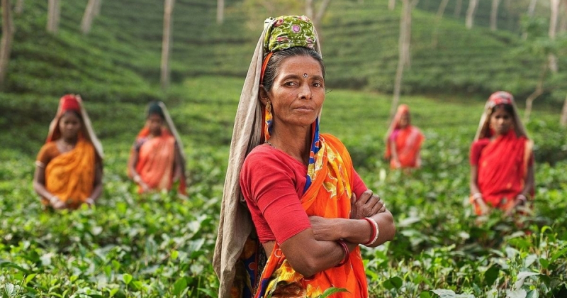 The people behind Darjeeling tea - Superyacht Stories