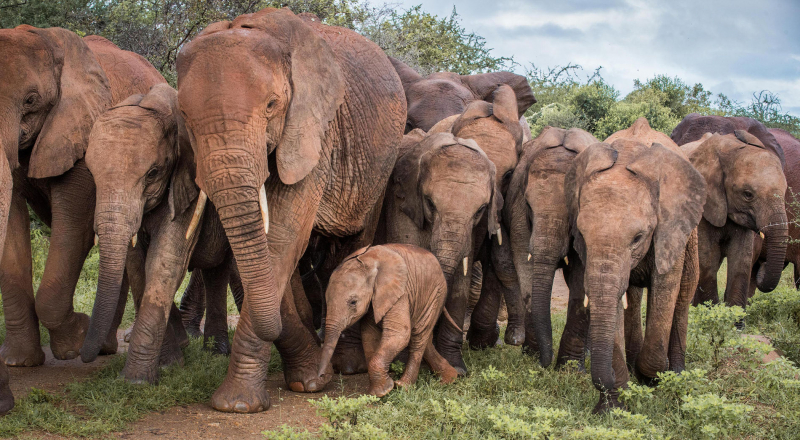 David Sheldrick Wildlife Trust Elephant Nursery