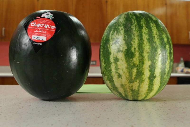 Source: https://www.thestar.com/life/2014/08/21/japanese_densuke_watermelon_costing_200_gets_mixed_results_in_star_taste_test.html