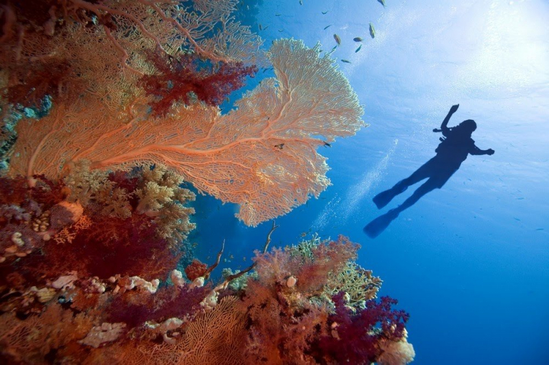 Diving or Snorkeling the Red Sea's Famed Sites