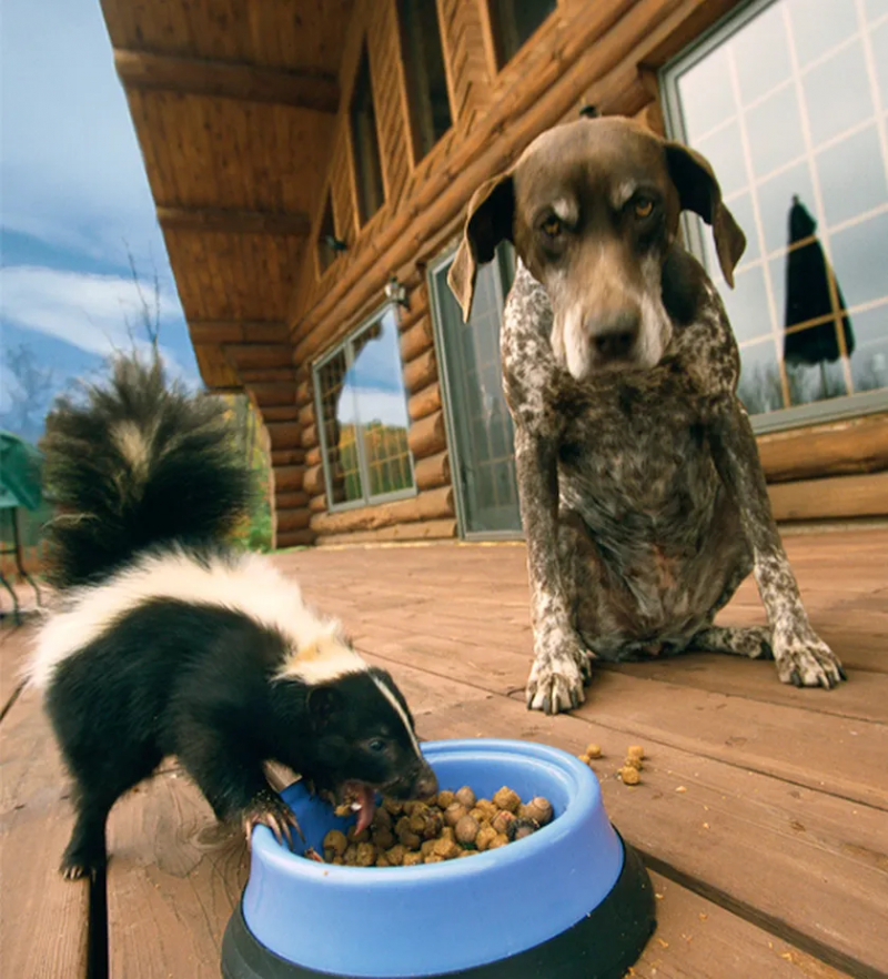 Photo:  Poisoned Pets - Dog and Skunk