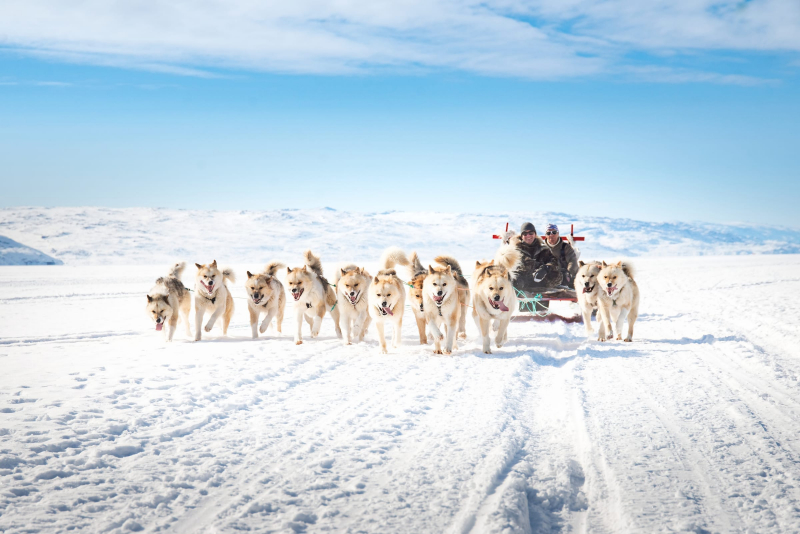 Dogsledding and Snowmobile Tours