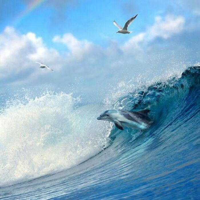 Photo:  Pinterest - Seagulls and dolphin