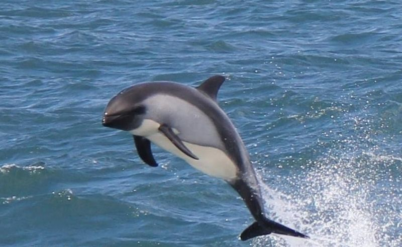 Photo: Pinterest - Chilean Dolphin