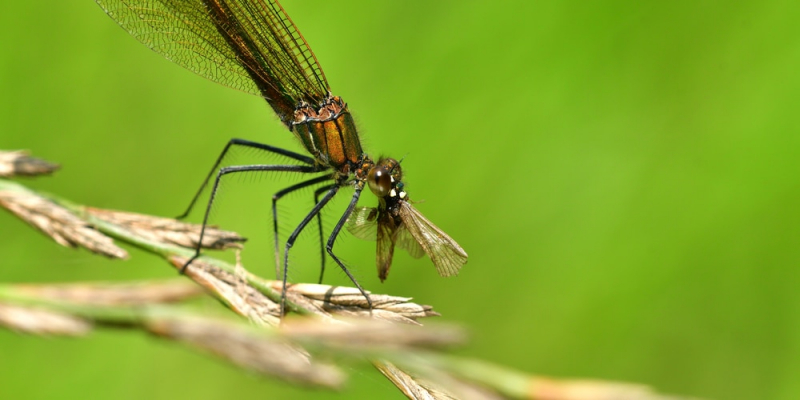 Photo: https://www.reconnectwithnature.org/news-events/the-buzz/too-many-mosquitoes-in-yard-attract-dragonflies/