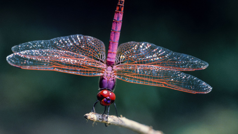 Photo: https://www.treehugger.com/how-tell-difference-between-dragonfly-and-damselfly-4864536