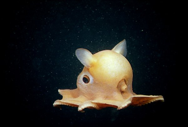 Photo: aquariumofpacific.org