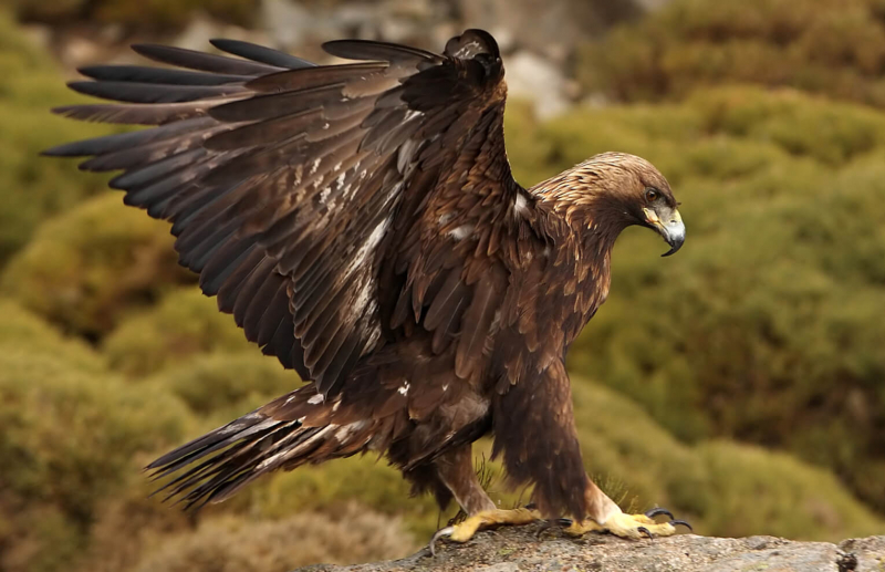 Photo:  American Bird Conservancy -  Golden Eagle