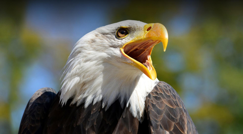 Photo:  San Diego Zoo - Bald Eagle