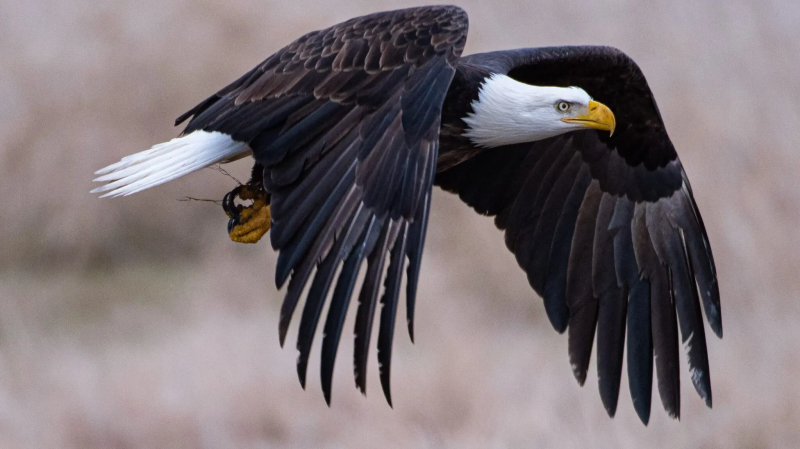 Photo:   BirdLife International - Eagle