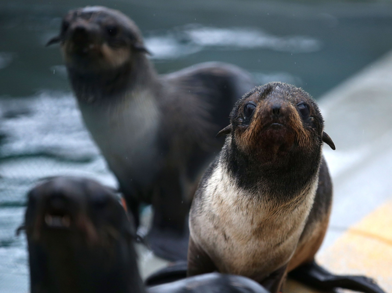 Photo:  ThoughtCo - eared seals