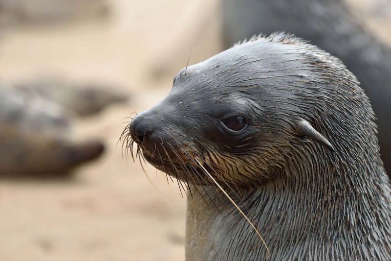 Photo:  Salish Sea News and Weather - eared seal