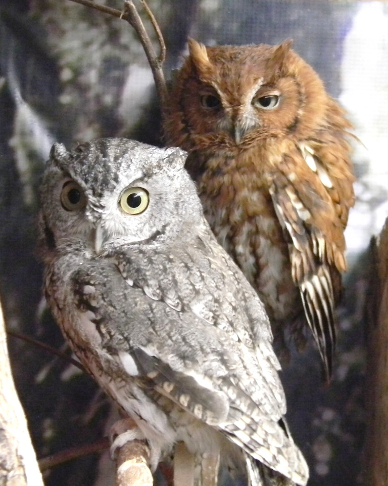 Photo:  Southern Vermont Natural History Museum - Eastern Screech Owls