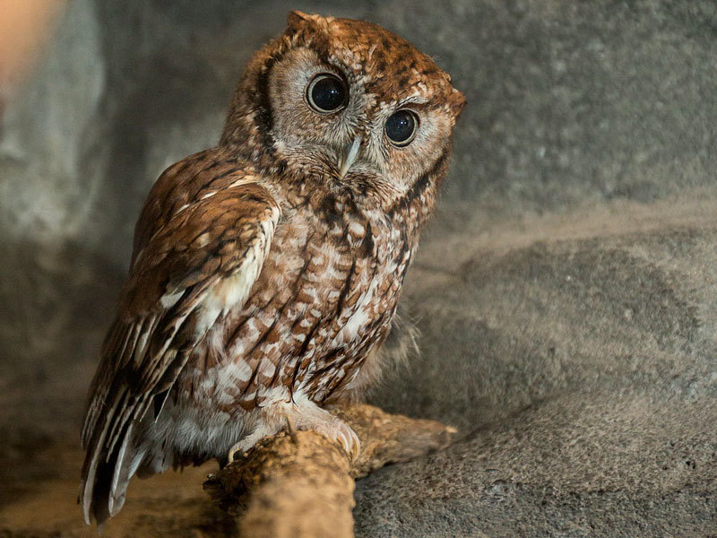 Photo:  Discovery Place Nature - Eastern Screech Owl