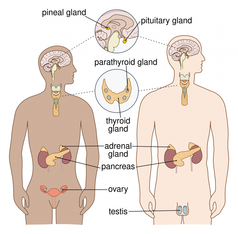 Photo on  Wikimedia Commons (https://commons.wikimedia.org/wiki/File:Endocrine_English.svg)