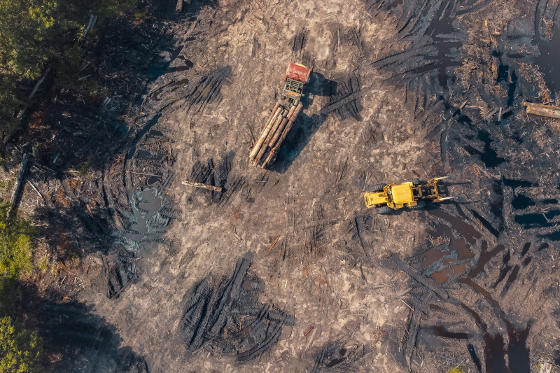 Deforestation is at an alarming rate - Source: Pexels - Pok Rie