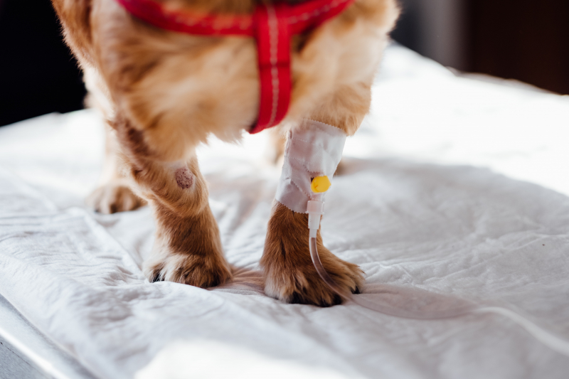 Photo by freestocks.org: https://www.pexels.com/photo/dog-with-intravenous-line-on-his-leg-4074725/