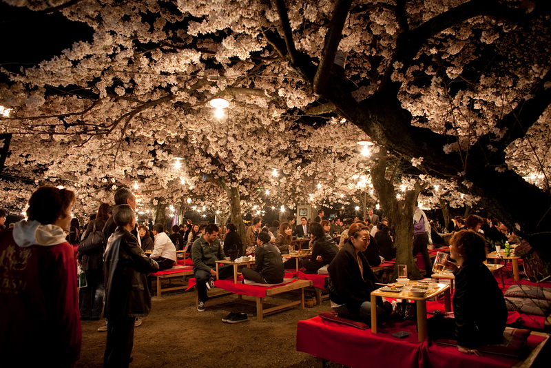 Photo:  Inside Kyoto - Kyoto Evening Cherry Blossom Itinerary