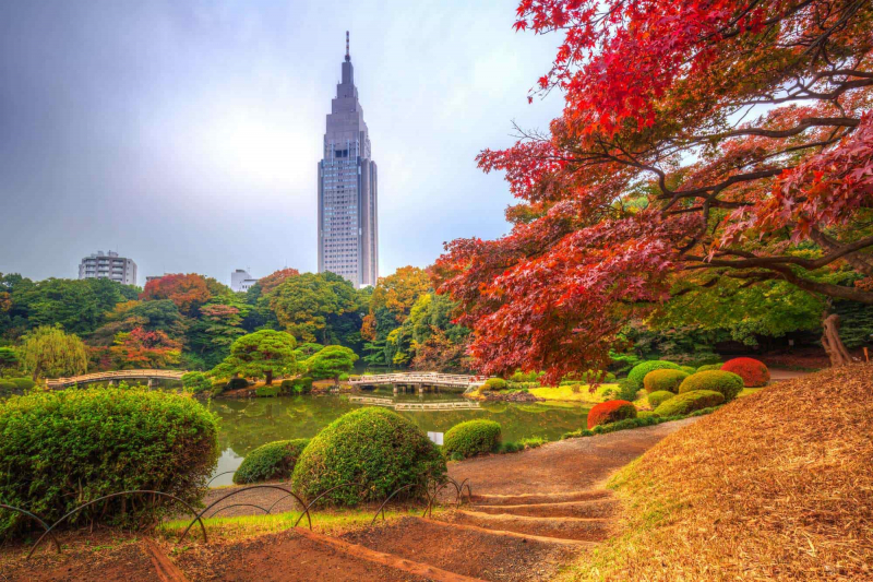 Explore the Shinjuku Gyoen National Garden