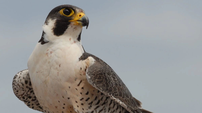 Photo:  WOWT - Peregrine falcon chicks hatch atop Mutual of Omaha headquarters