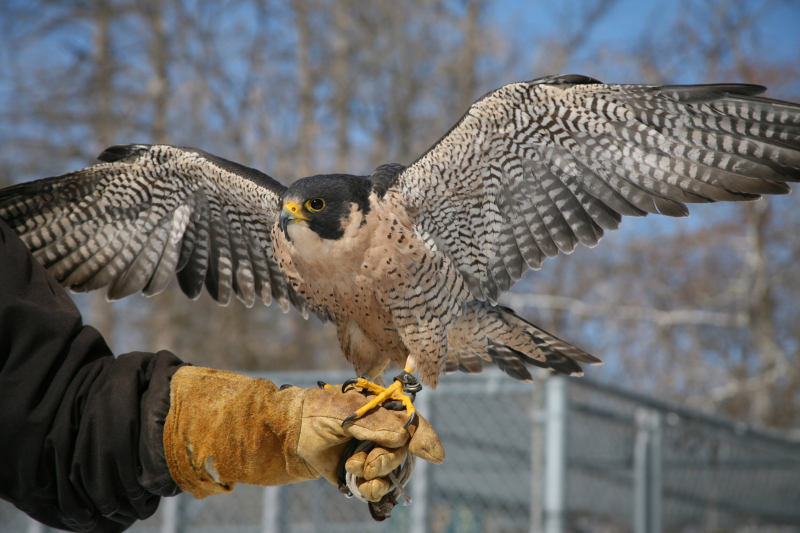 Photo:  Wildlife Science Center - Peregrine Falcon